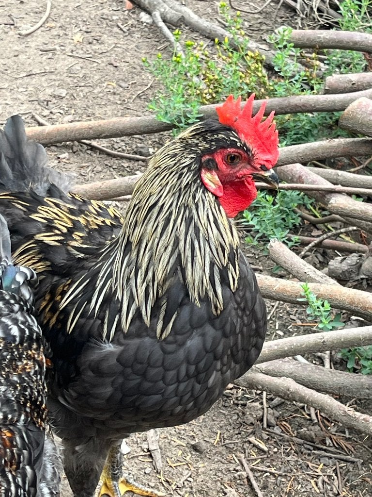 Haan zwart met witte sierveren, Dieren en Toebehoren, Pluimvee, Mannelijk, Kip