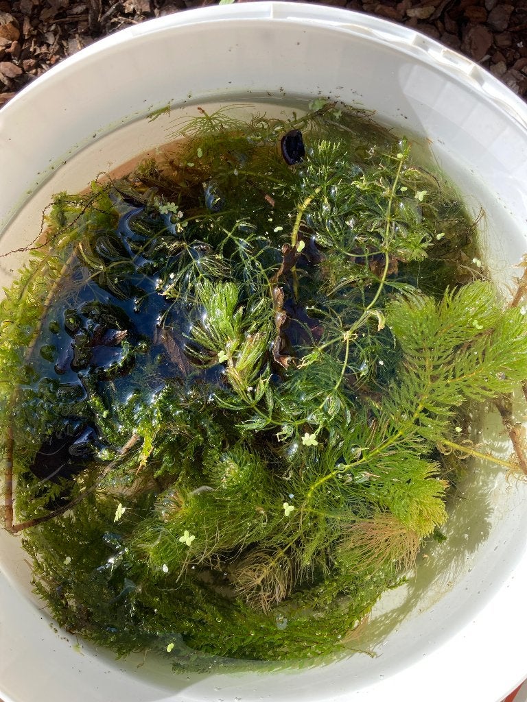 Gratis volle emmer zuurstofplanten en emmer christmasmos, Jardin & Terrasse, Enlèvement, Neuf