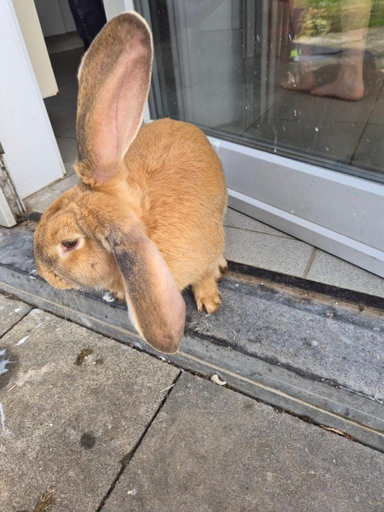 Konijnen, Dieren en Toebehoren