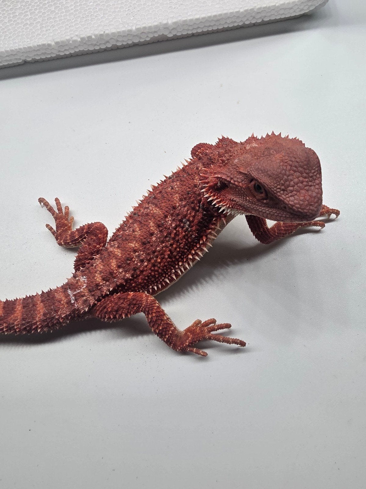Femme hypo monstre rouge, Animaux & Accessoires