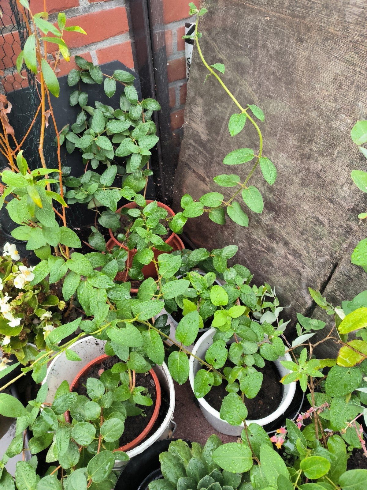 kamperfoelie Lonicera japonica klimplant, Tuin en Terras, Ophalen, Volle zon, Vaste plant, Klimplanten
