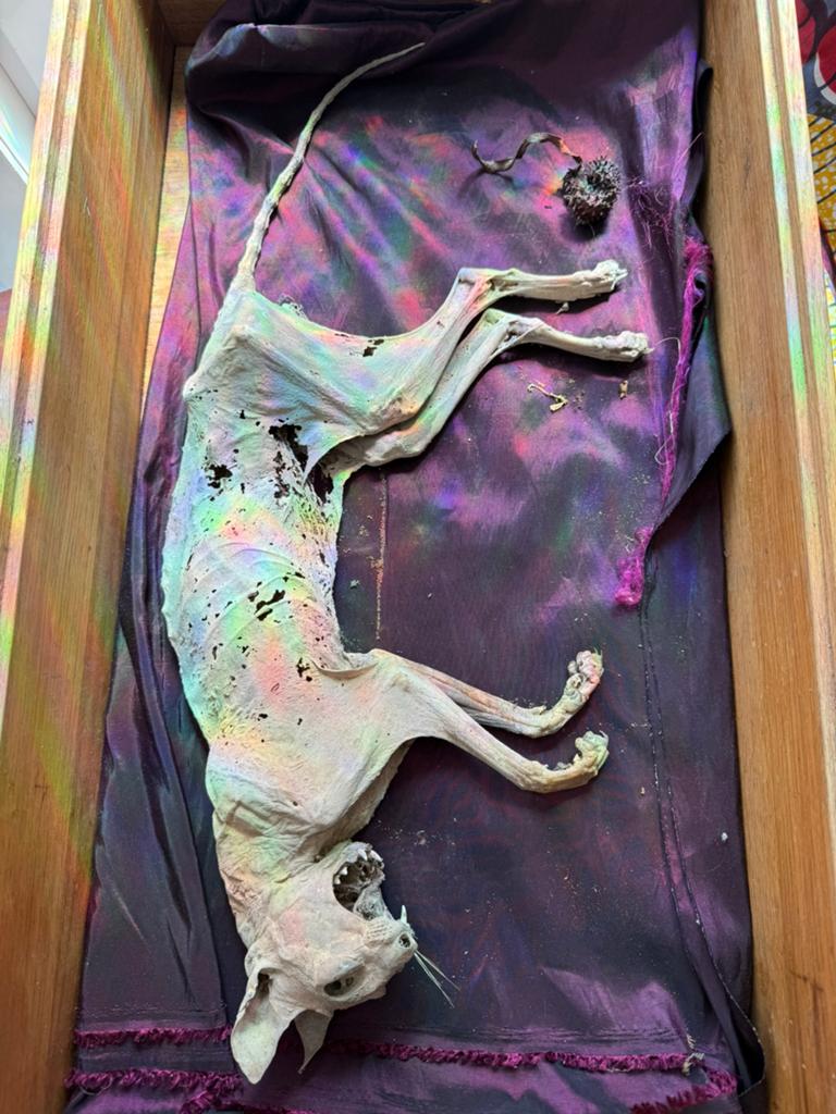 Een gemummificeerde kat een natuurlijk ingedroogd, Ophalen, Hond of Kat, Overige typen