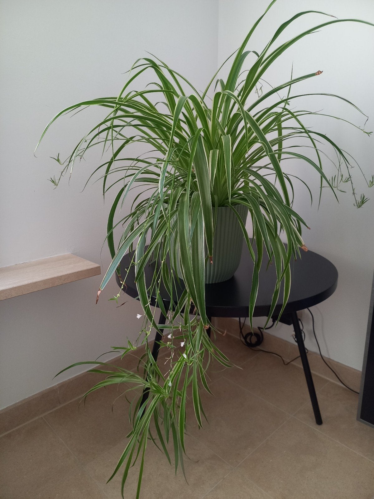 Grote mooie kamerplant Graslelie met veel uitlopers, Huis en Inrichting, Kamerplanten, Ophalen, In pot