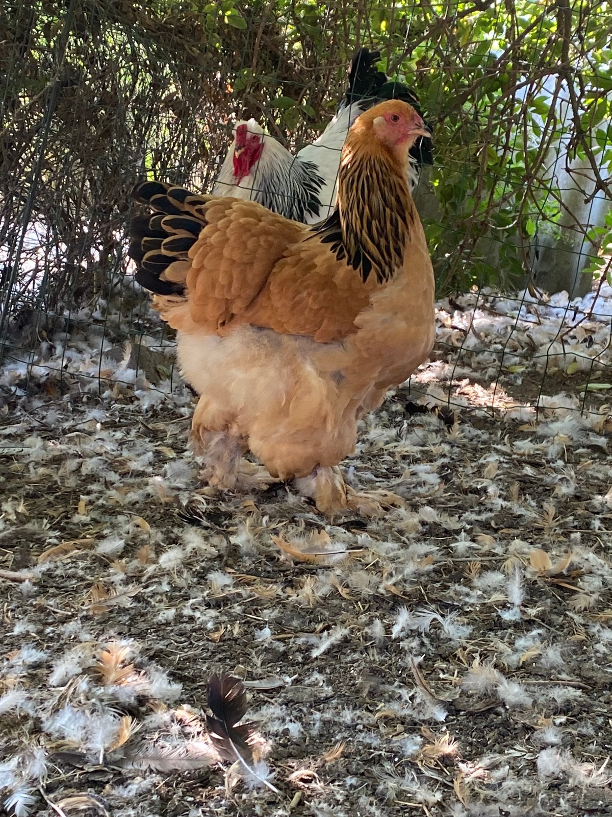 Brahma hennen, Femelle, Poule ou poulet