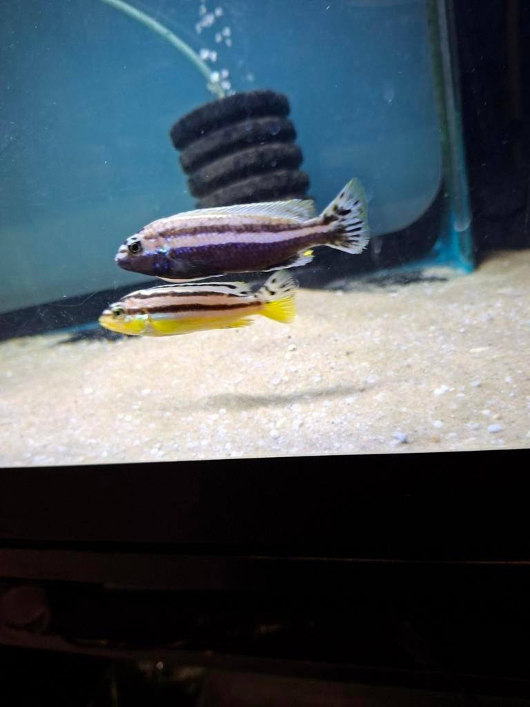 Cichlides malawi melanochromis auratus