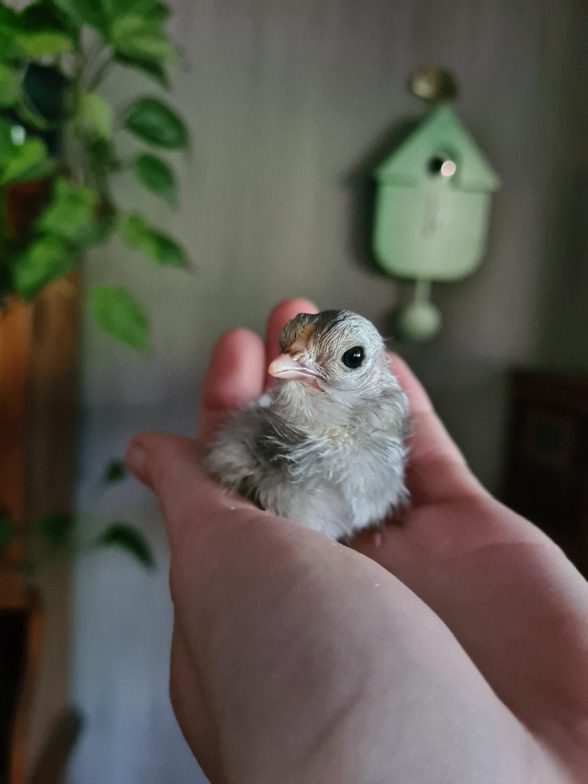 Chabo kriel kuikens, Sexe inconnu, Poule ou poulet