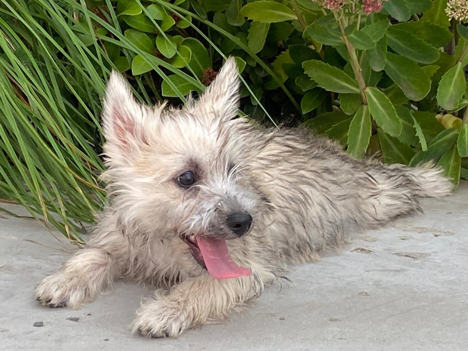 Femelles de Cairn Terrier, Animaux & Accessoires, 15 semaines à 1 an, Maladie de Carré (chiens), Belgique, Éleveur | Professionnel