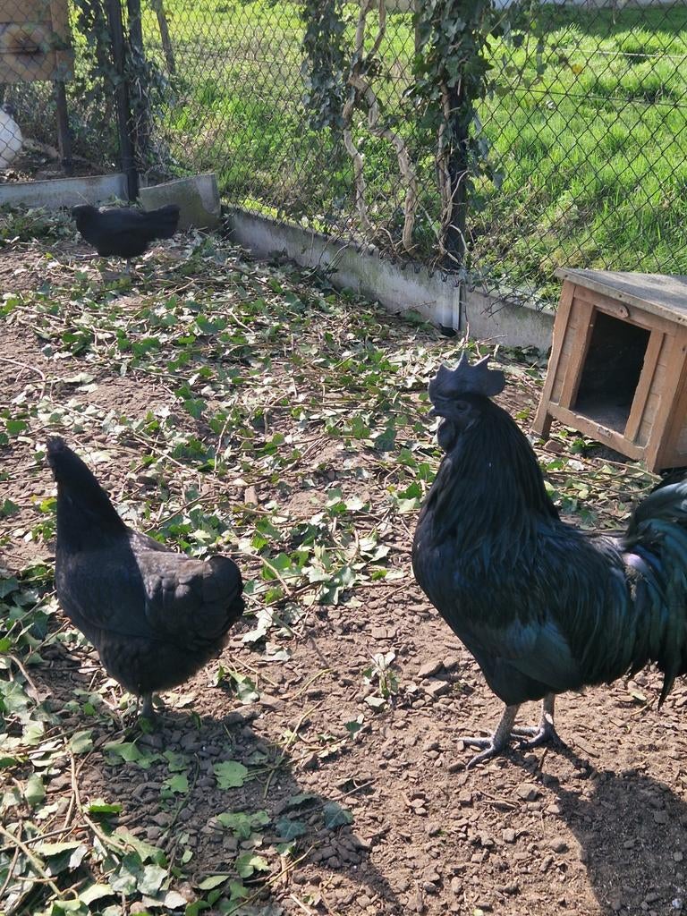 Broedeieren ayam cemani, Dieren en Toebehoren, Pluimvee