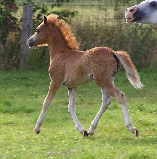Prachtig vos welsh merrieveulen en schimmel hengstveulen, Dieren en Toebehoren, Pony's, Merrie, Met stamboom, Niet van toepassing