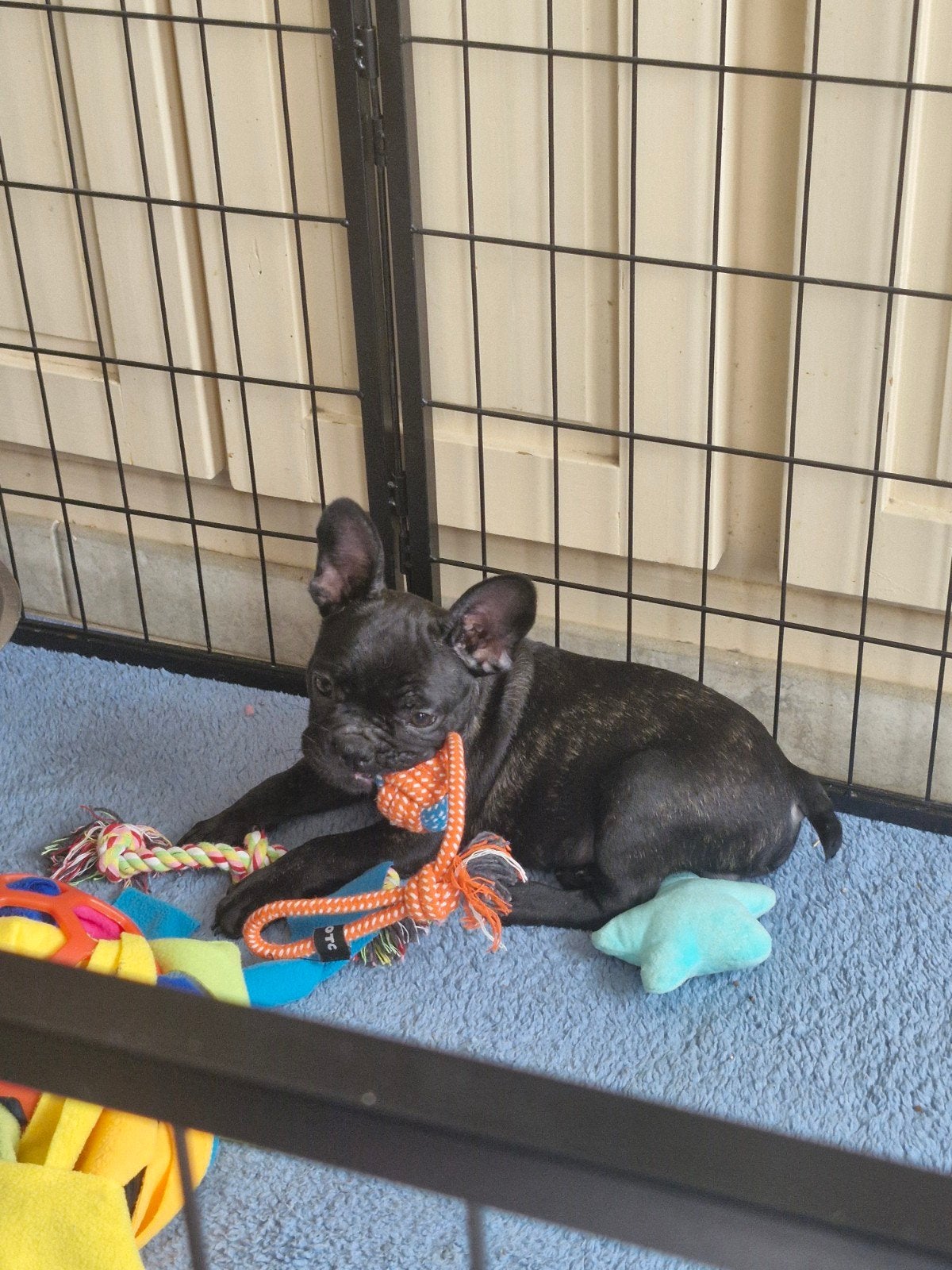 franse bulldog pups, Maladie de Carré (chiens), Belgique, 8 à 15 semaines, Bouledogue