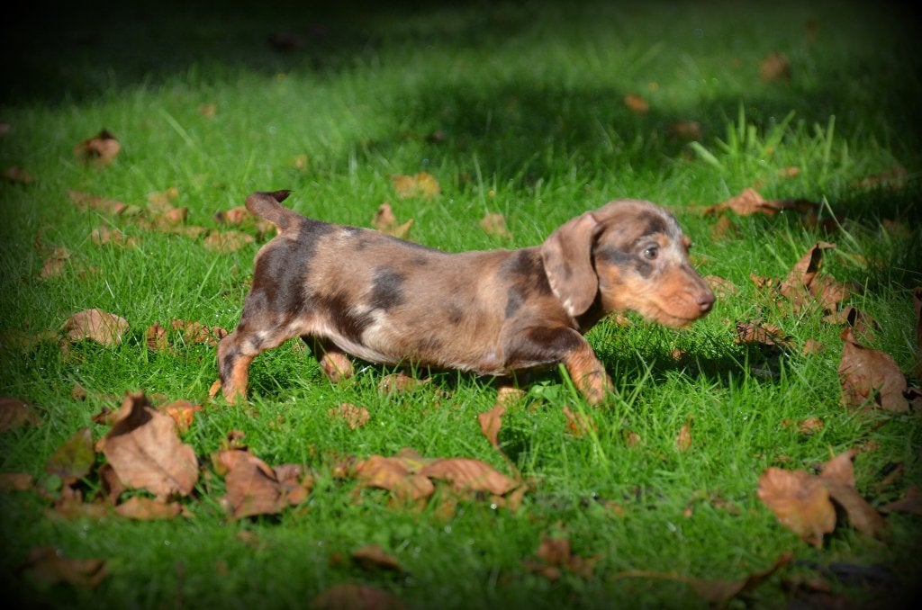 Teckel pup kanninchen, Dieren en Toebehoren, Kaninchen, België, CDV (hondenziekte), 8 tot 15 weken