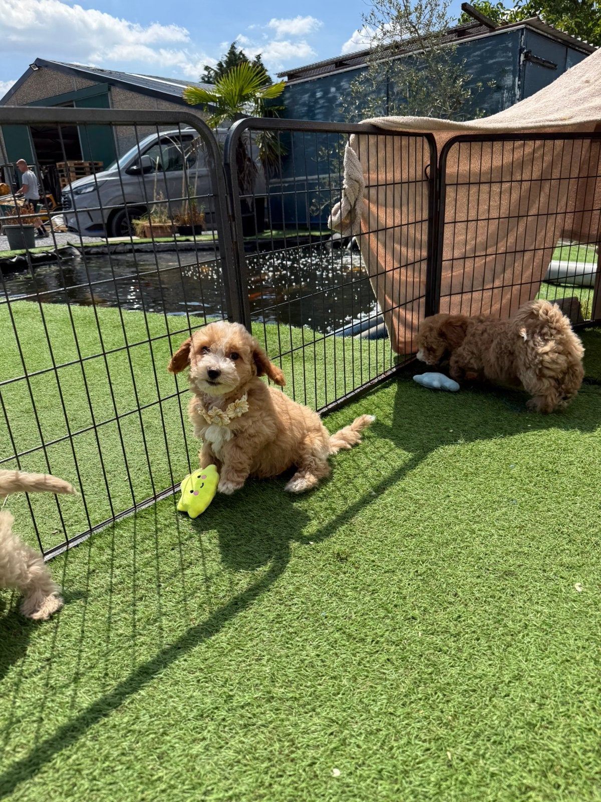 Mooie maltipoo pups, Parvo, België, Overige rassen, 8 tot 15 weken