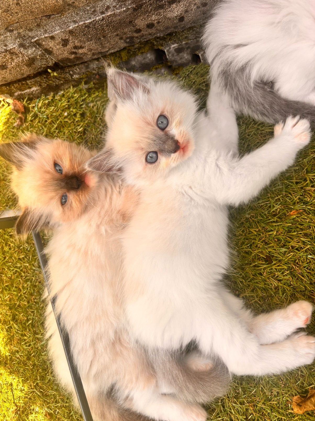 Ragdoll kater, Dieren en Toebehoren, Kater, Gechipt, 0 tot 2 jaar