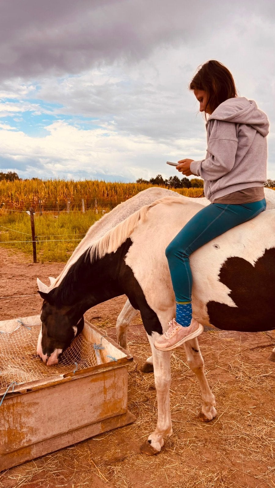 halve stal gezocht, Dieren en Toebehoren, Merrie, Minder dan 160 cm, Zadelmak, 3 tot 6 jaar