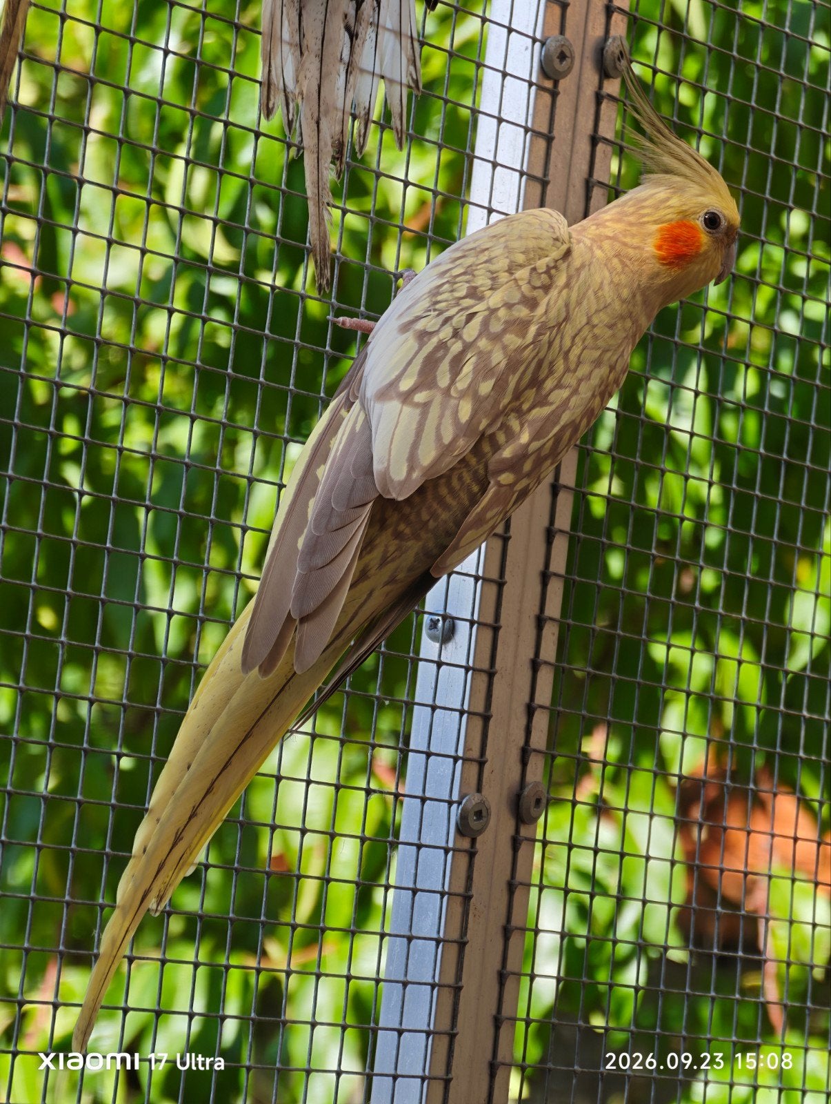 calopsittes, Animaux & Accessoires