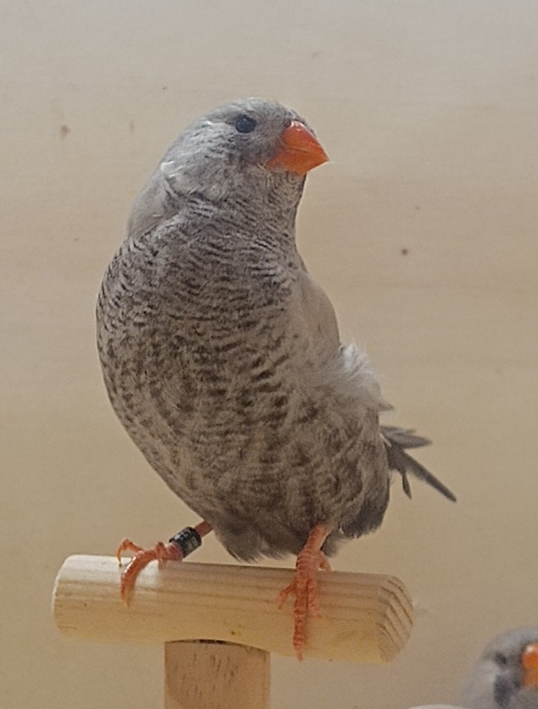 koppel charcoal zebravinken, Dieren en Toebehoren, Vogels | Overige Vogels, Meerdere dieren, Tropenvogel, Tam