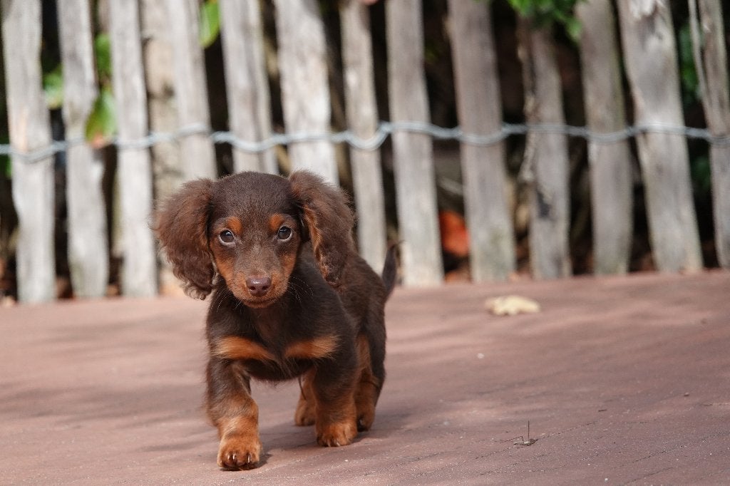 Chiot teckel nain à poil long, choco & tan, avec pedigree, Animaux & Accessoires, Maladie de Carré (chiens), Poils longs, Plusieurs