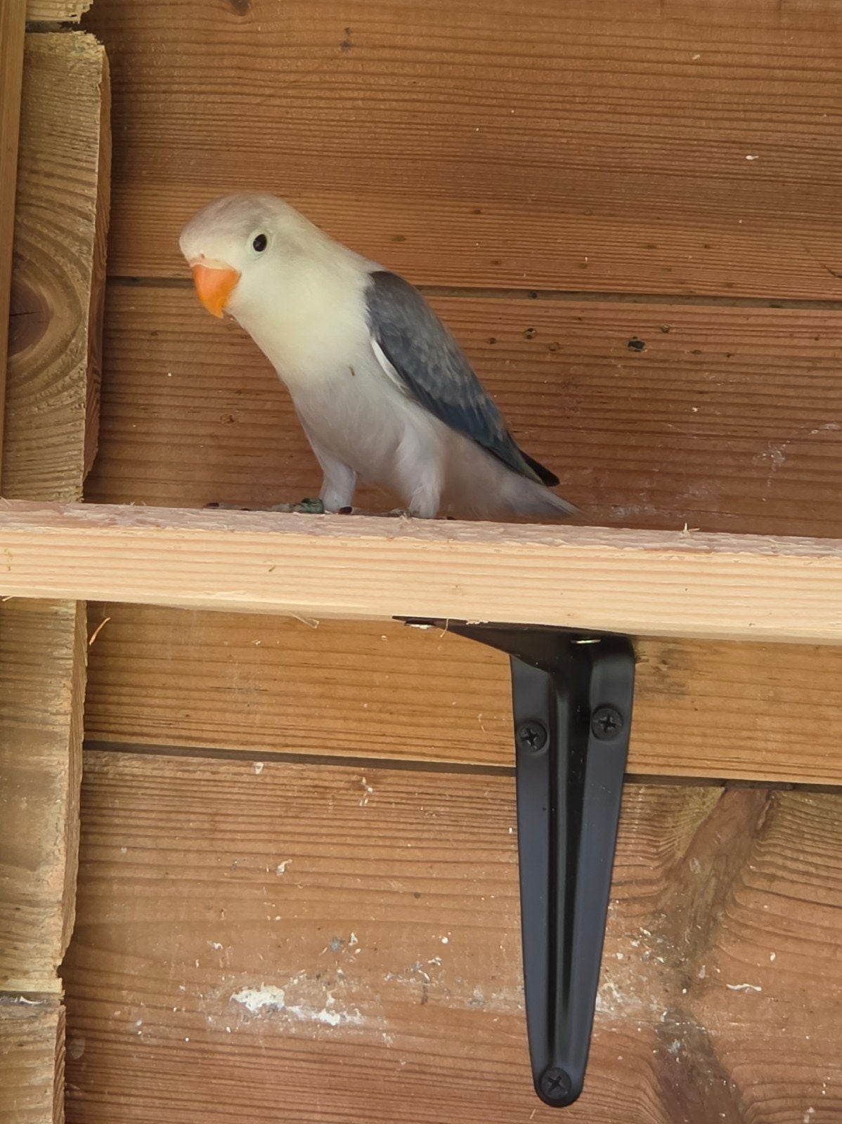 Agapornis fischeri violet euwing opaline, Dieren en Toebehoren, Geringd