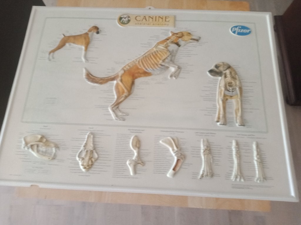 skelet anatomy, Ophalen of Verzenden, Zo goed als nieuw, Natuur, Prent
