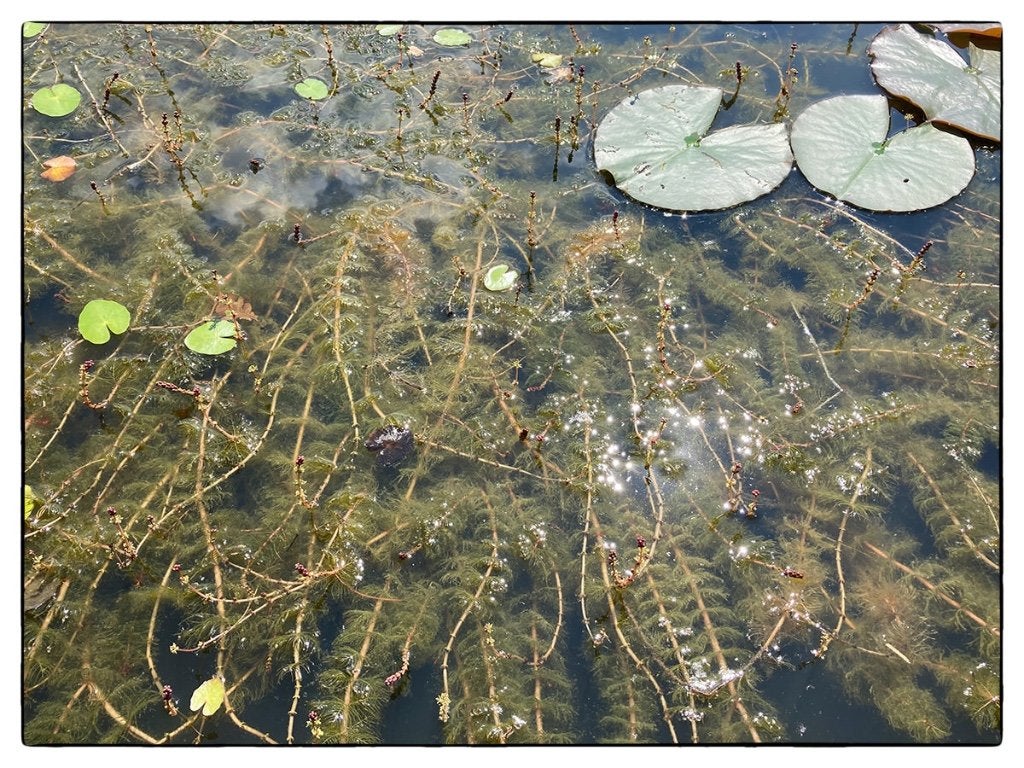 zuurstofplant Aarvederkruid, Ophalen, Nieuw