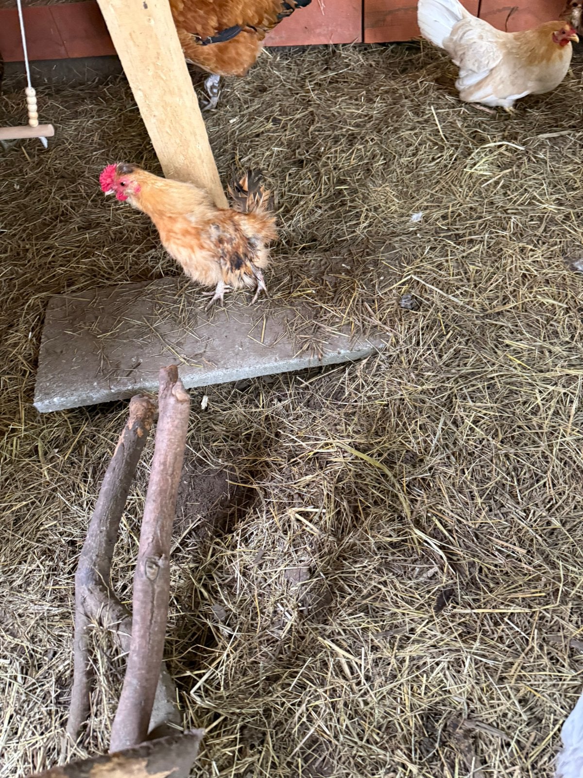 Serama haantje gratis, Dieren en Toebehoren, Pluimvee