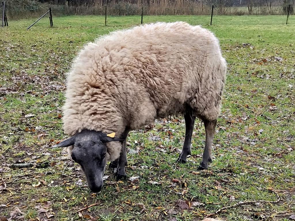 Bleu du maine ram 2 jaar, Dieren en Toebehoren