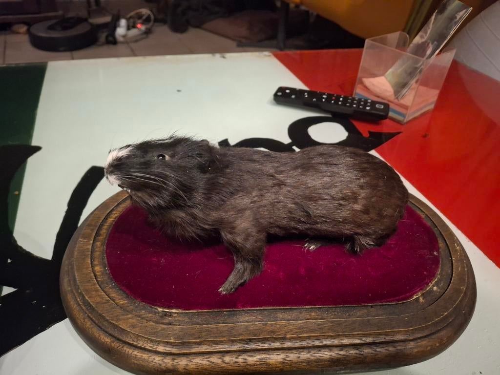 Opgezette cavia  met glaze stolp, Ophalen