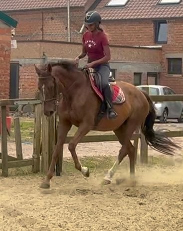 10j allround merrie, Dieren en Toebehoren, Merrie