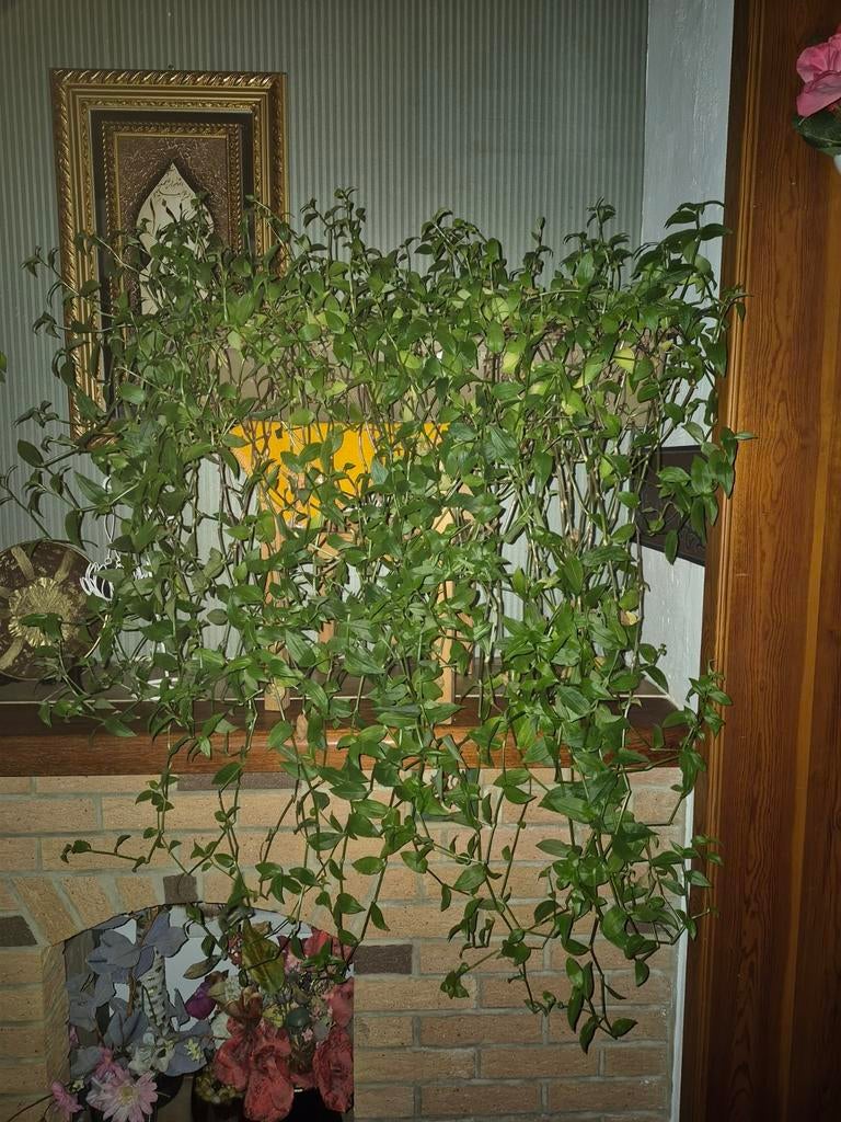 Plante d'interieur, Enlèvement