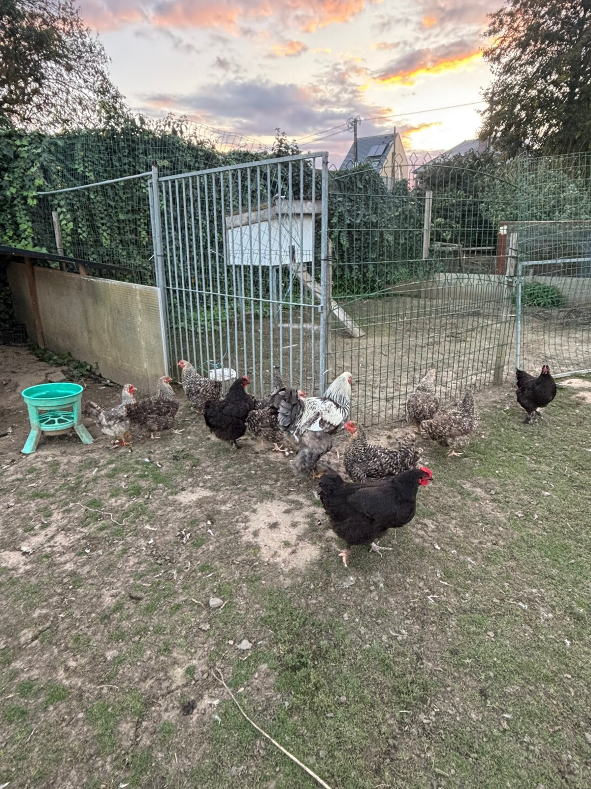 Kippen en hanen, Poule ou poulet