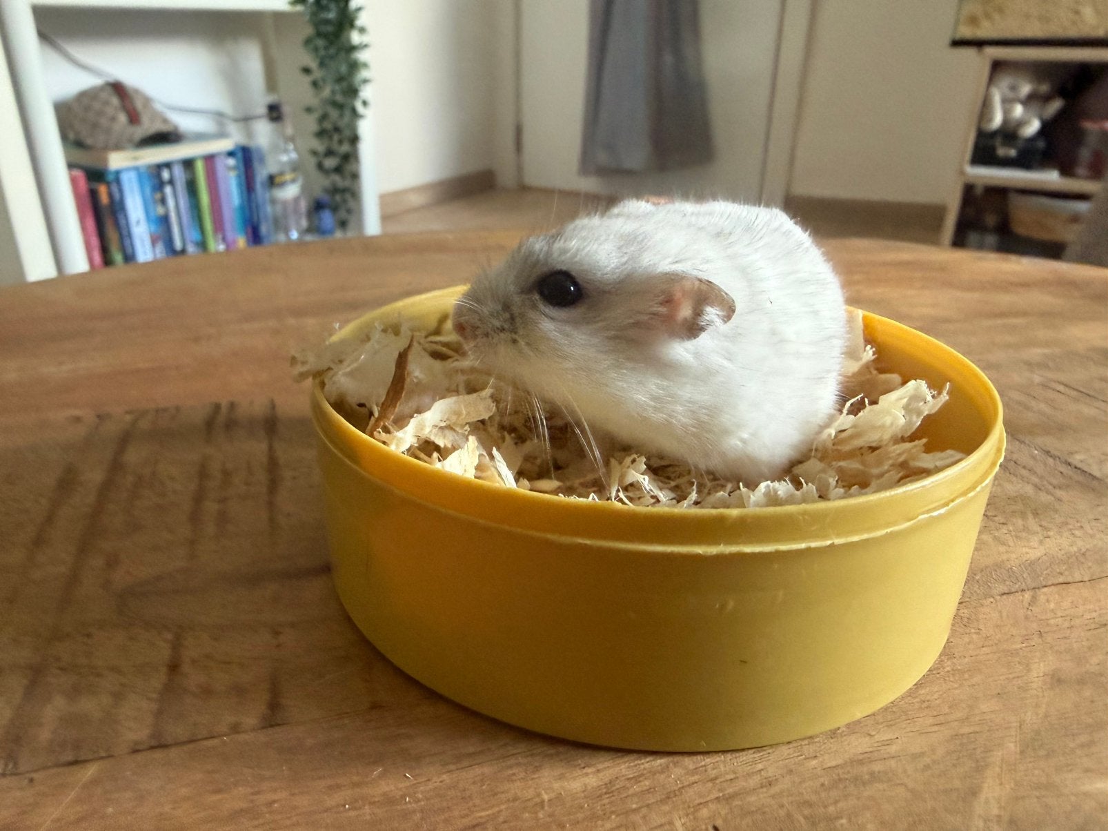 Russische dwerghamster vrouwtje, Dieren en Toebehoren, Hamster, Vrouwelijk, Mei, Tam