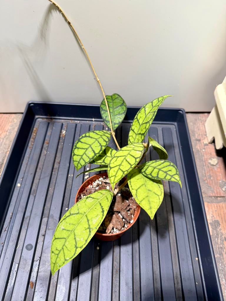 Hoya callistophylla NOID, Ophalen of Verzenden