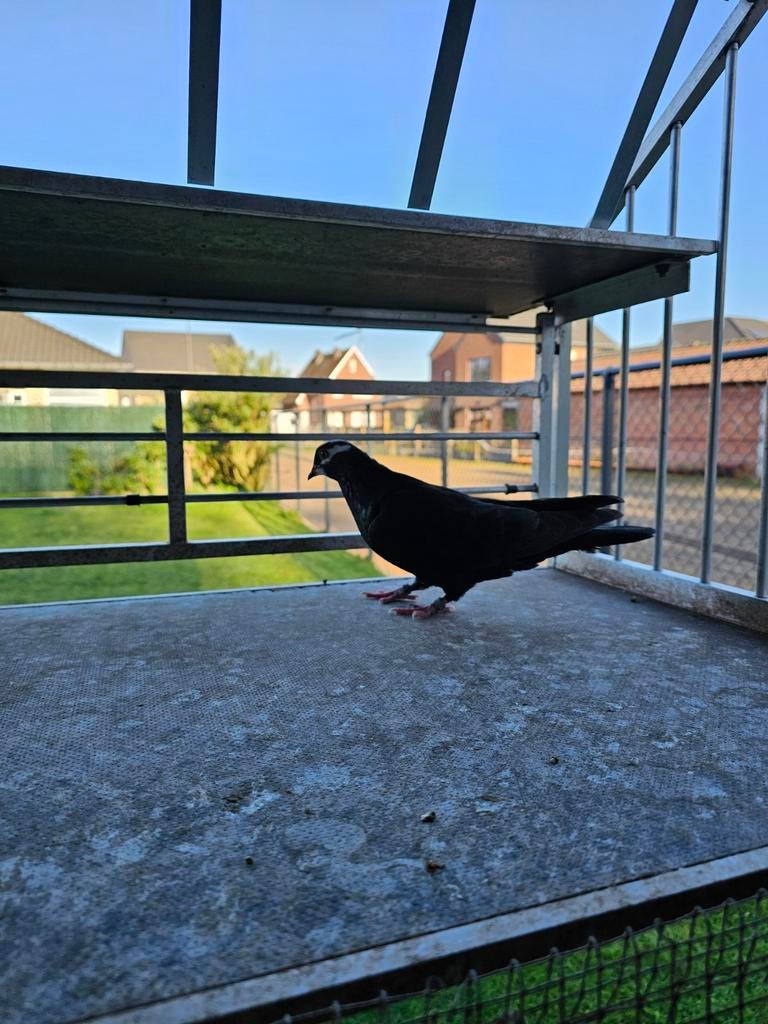 Duivin birminghamroller ruilen, Dieren en Toebehoren