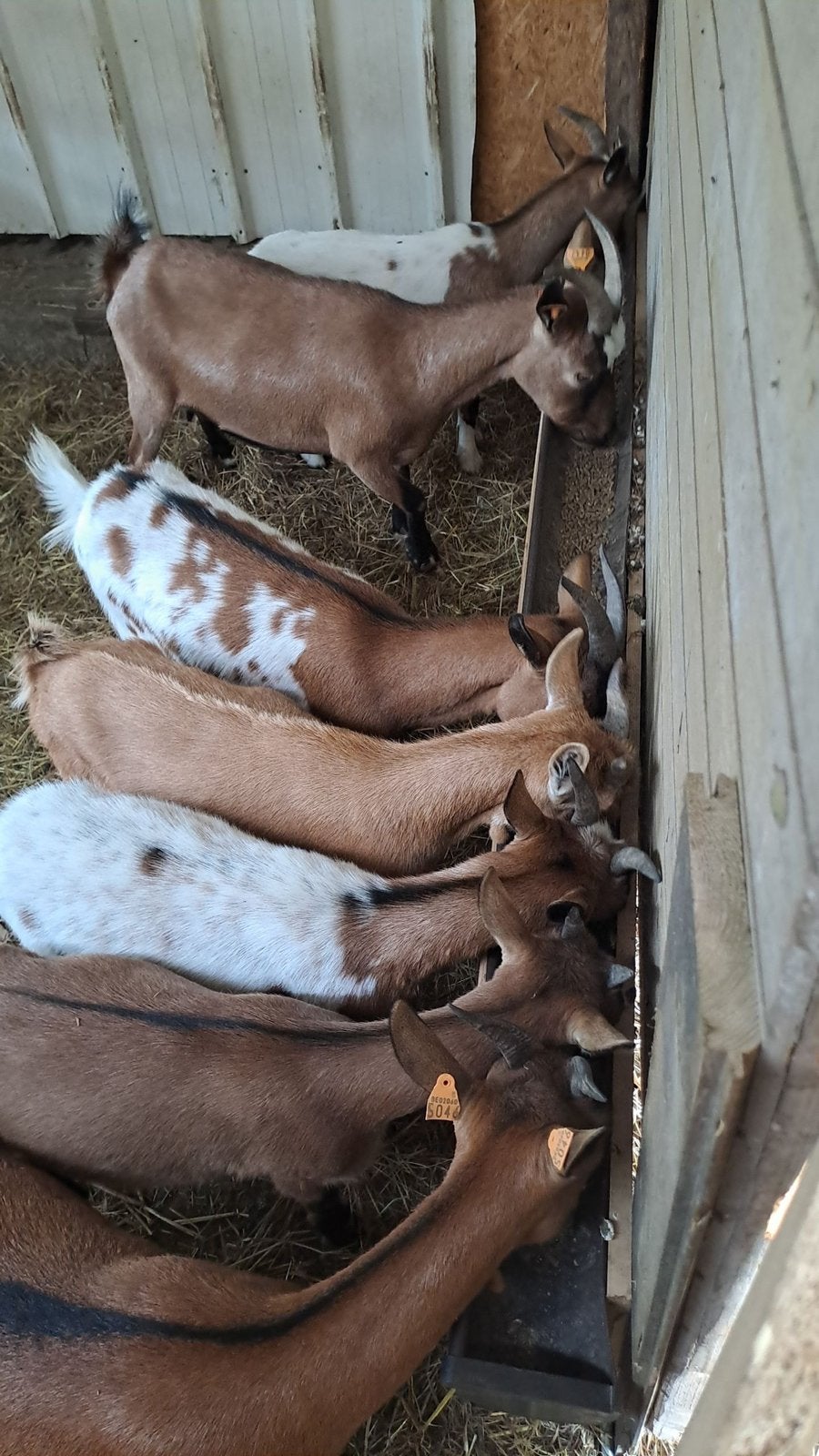 Geiten gezocht, Dieren en Toebehoren, Meerdere dieren, Geit