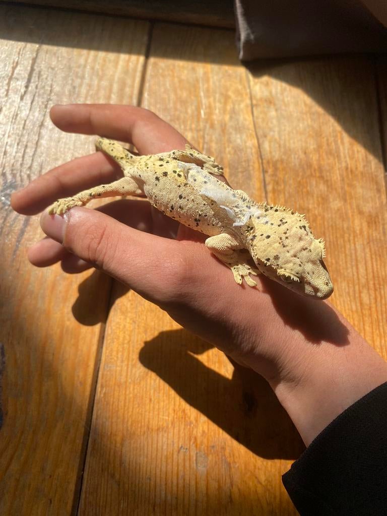 Volwassen vrouwelijke wimpergekko, Dieren en Toebehoren