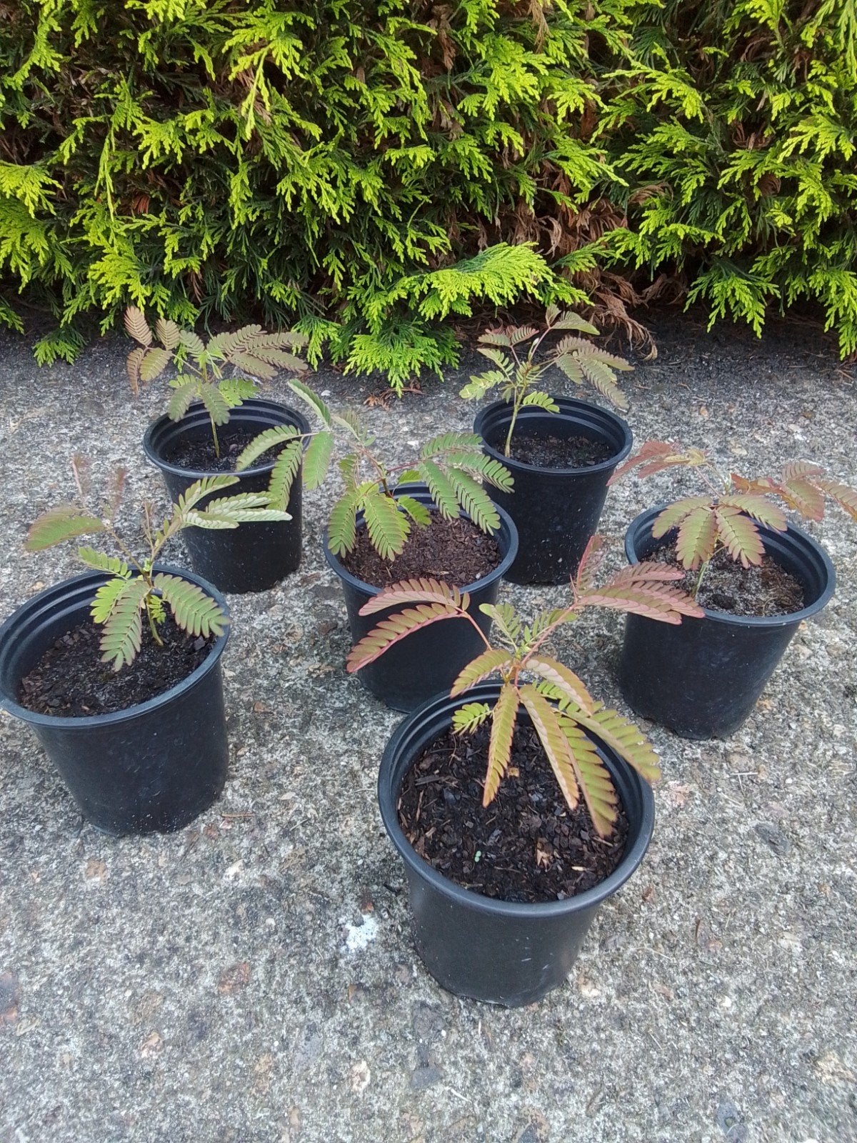 Perzische slaapboompjes (ALBIZIA), Tuin en Terras, Planten | Fruitbomen, Ophalen