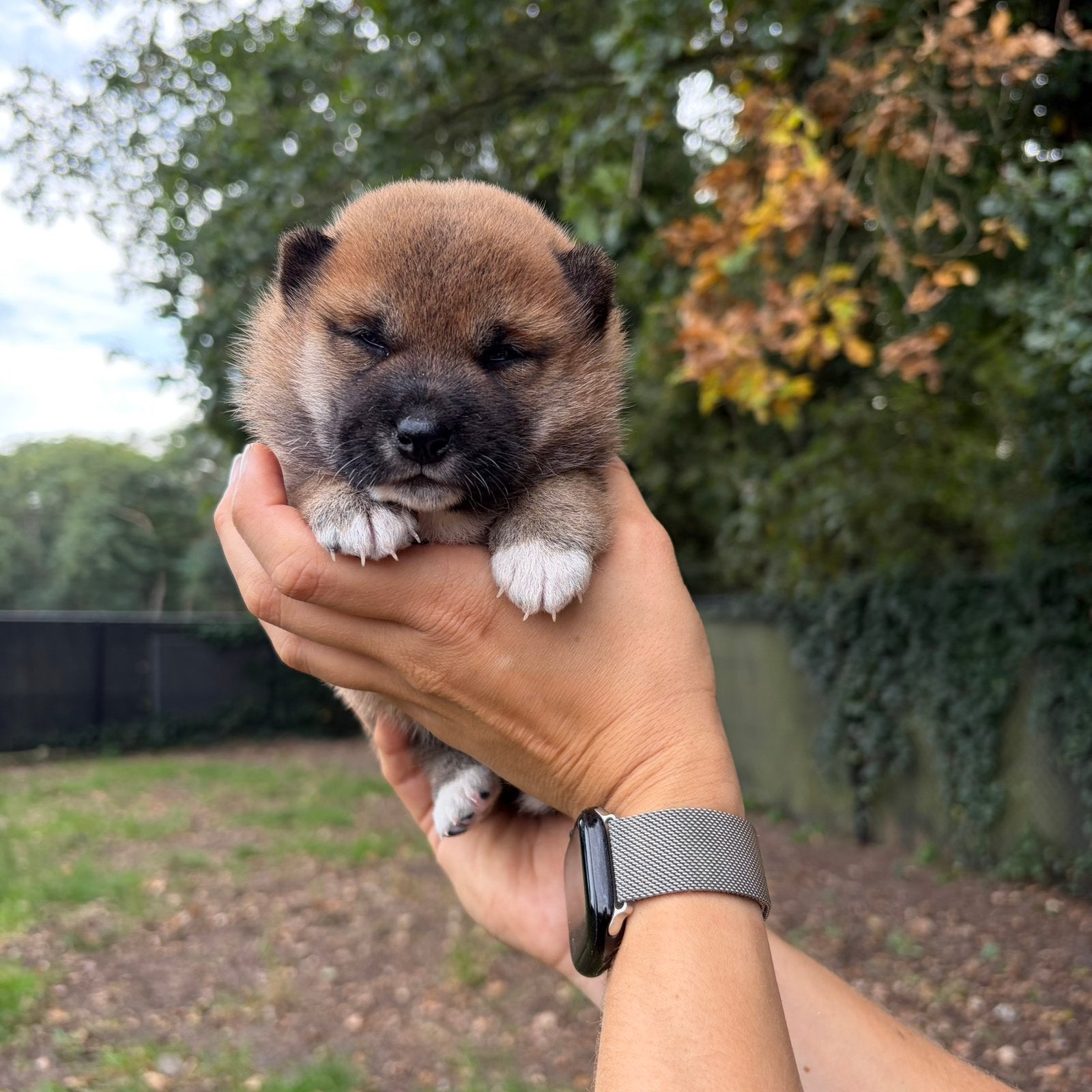 Mooie Shiba Inu pups, Dieren en Toebehoren, België, 8 tot 15 weken, Meerdere, Fokker | Professioneel