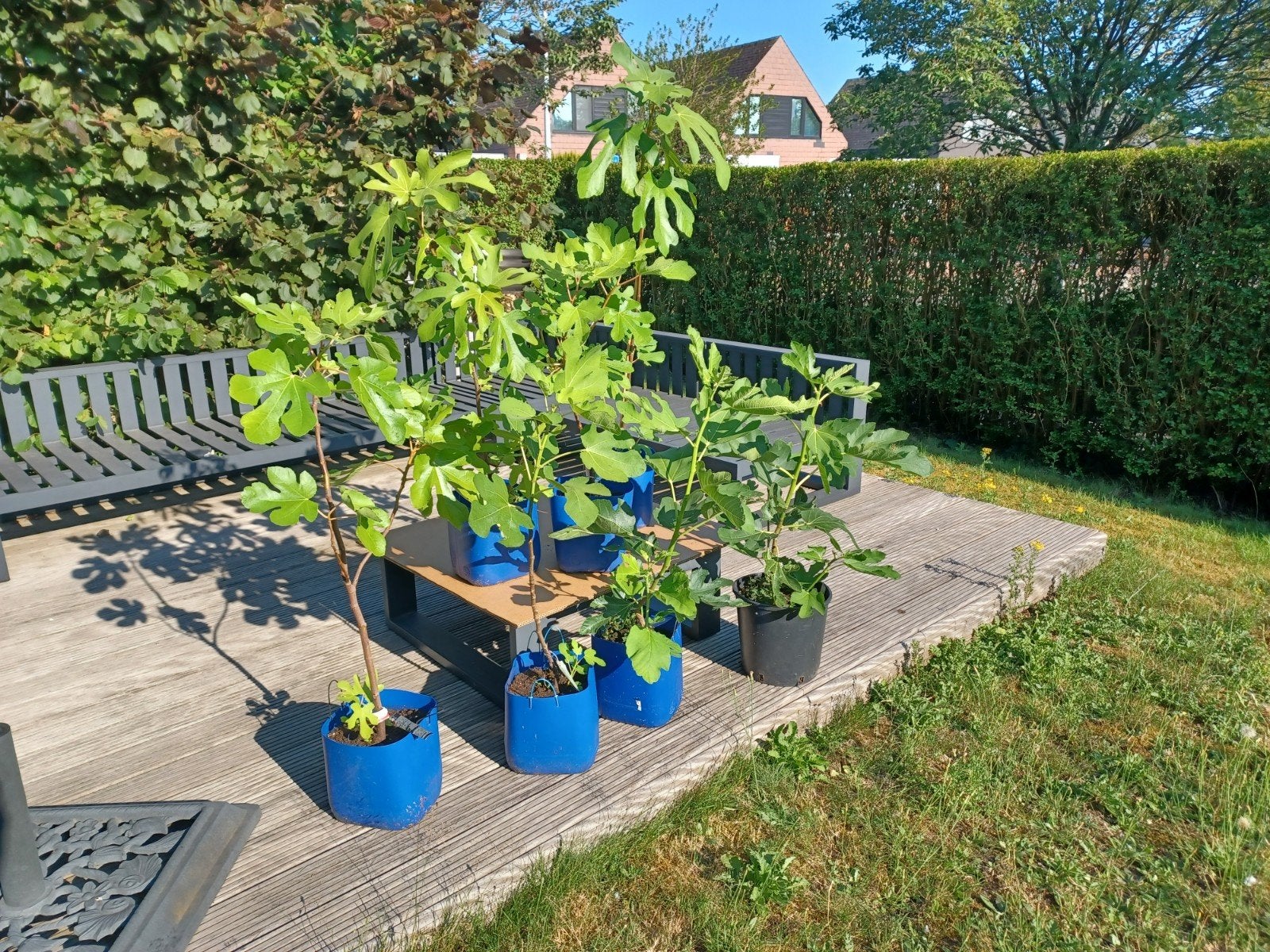 Figuiers, Jardin & Terrasse, Figuier, En pot, Plein soleil, Enlèvement