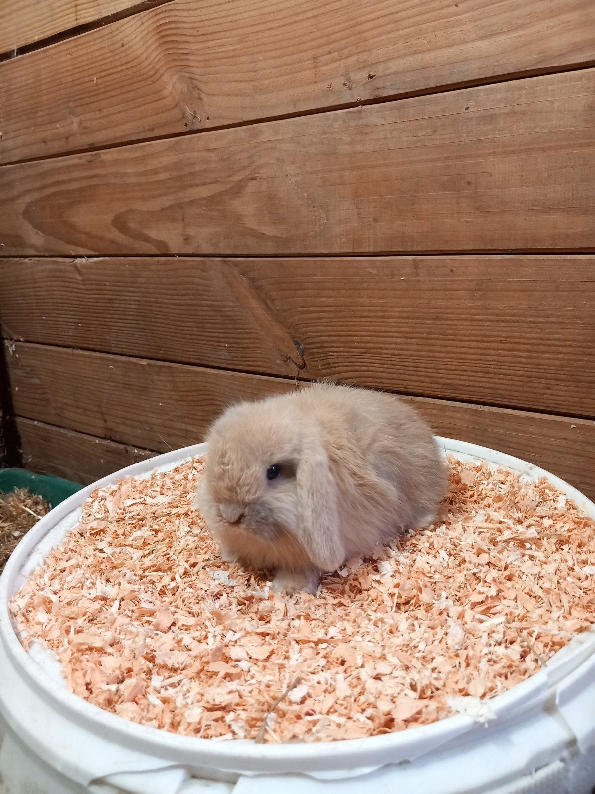 minilop rammelaartje, Dieren en Toebehoren, Vrouwelijk, Klein, Hangoor, 0 tot 2 jaar