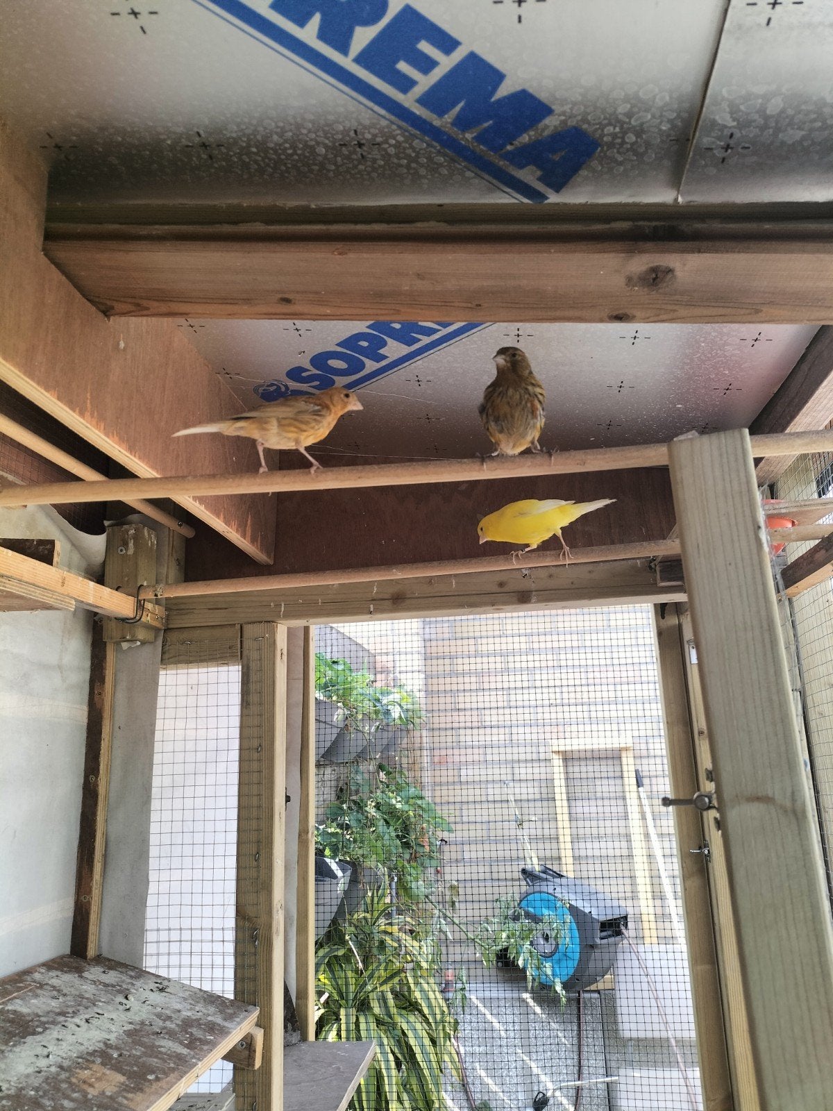 canaris, couleurs hétéroclites, vertes, jaunes et pâles.