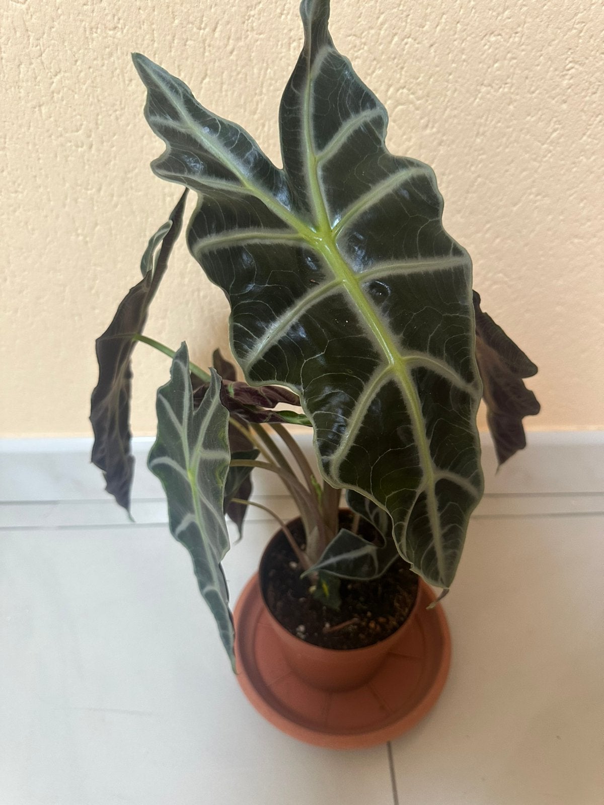 Alocasia Polly, Maison & Meubles, Plantes d'intérieur, Autres espèces, En pot, Moins de 100 cm, Enlèvement