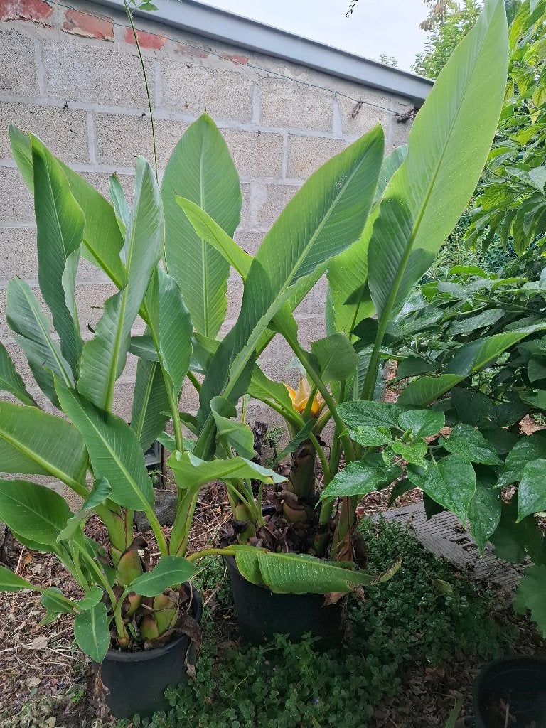 Lotus banaan, Volle zon, Vaste plant, Zomer, Ophalen