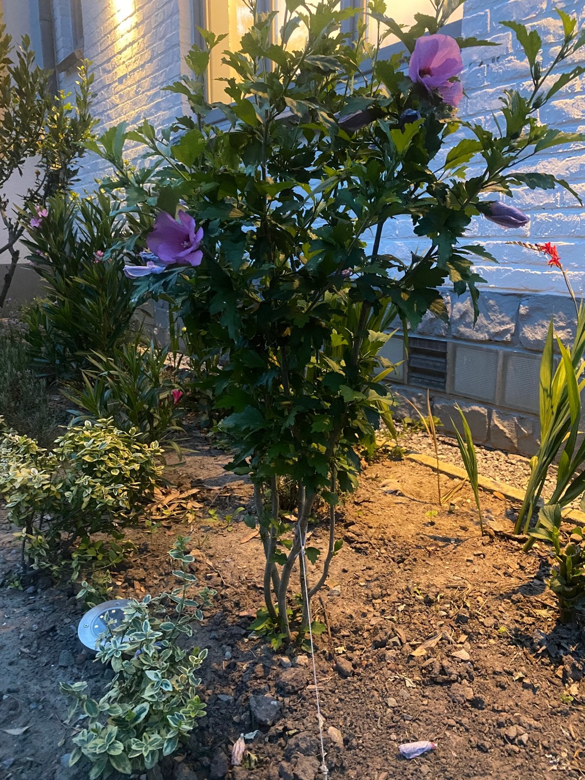 Hibiscus syriacus, Ophalen, Herfst