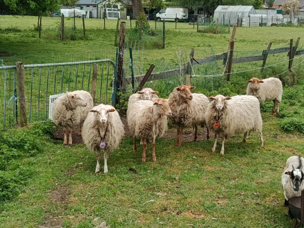 houtlander ooitjes, Dieren en Toebehoren