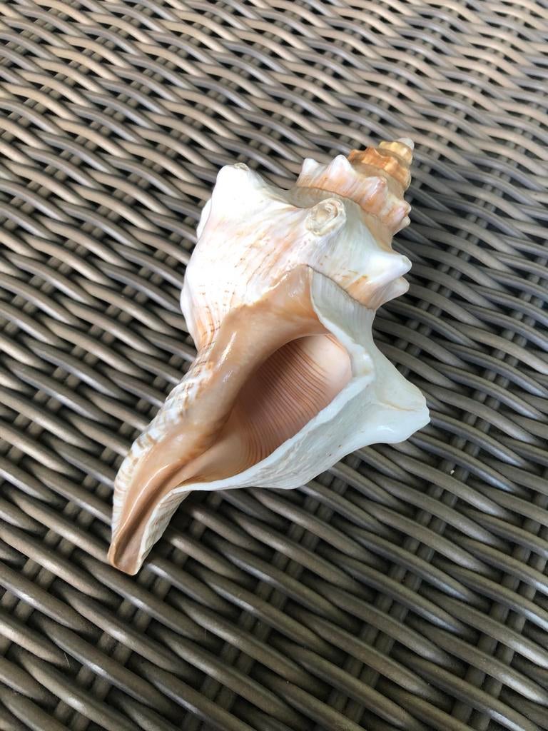 Grand coquillage, Enlèvement ou Envoi