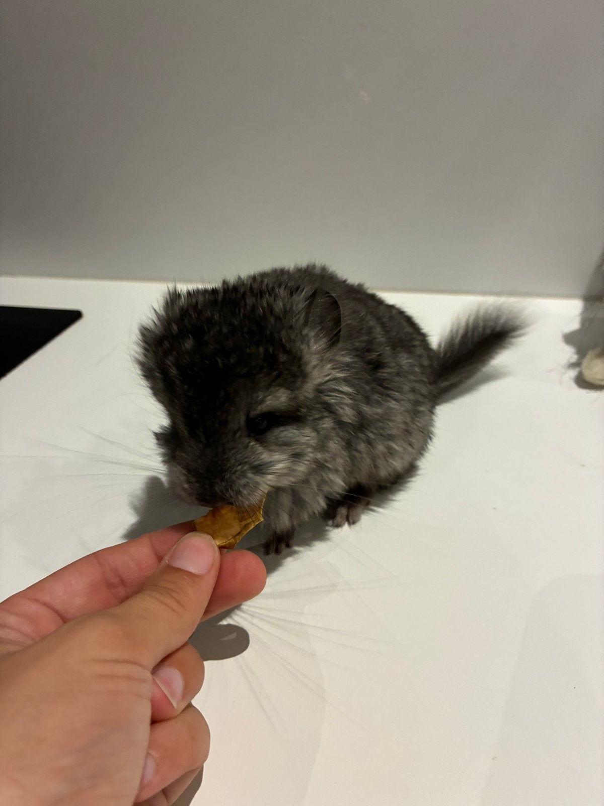 Chinchilla - Te reserveren!, Dieren en Toebehoren, September, Mannelijk