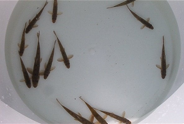 Grondels (bodemopruimers) 7/10 cm voor slechts 0,80 €/st., Dieren en Toebehoren, Karper of Koi