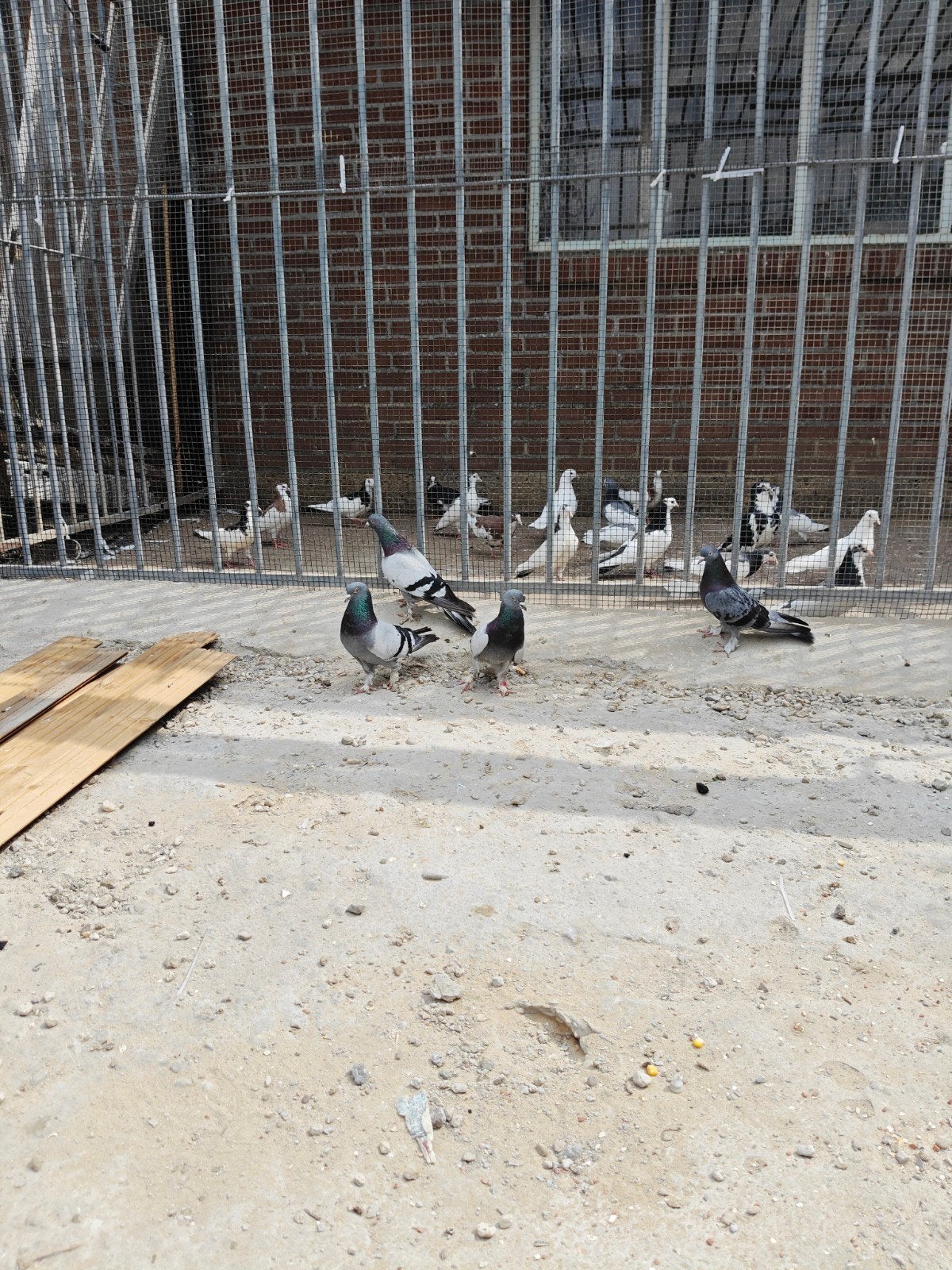 Takla duiven, Dieren en Toebehoren, Vogels | Duiven