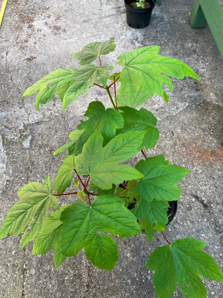 Mooi gezonde bomen in pot, Tuin en Terras, Ophalen, In pot