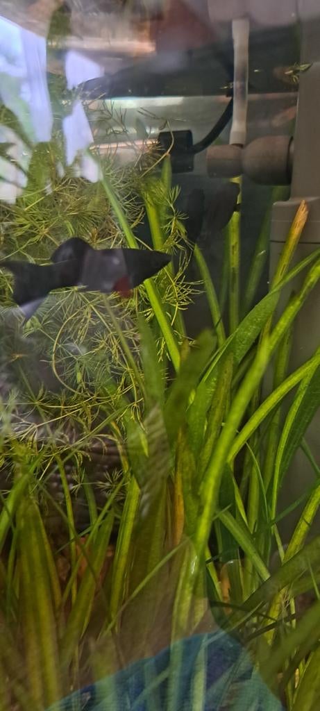 Black molly, Dieren en Toebehoren, Vissen | Aquariumvissen